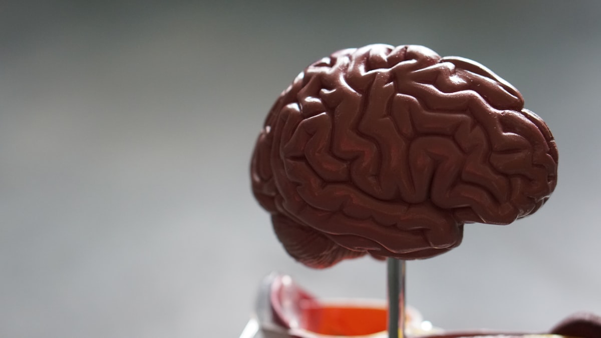 Glucose and brain performance